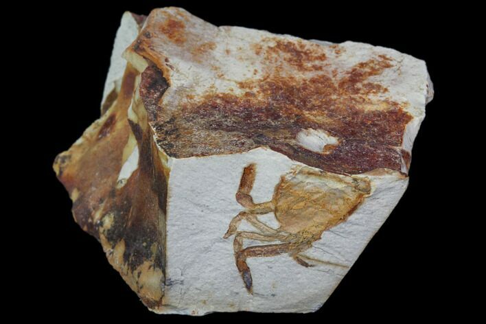 Partial Fossil Pea Crab (Pinnixa) From California - Miocene #85291